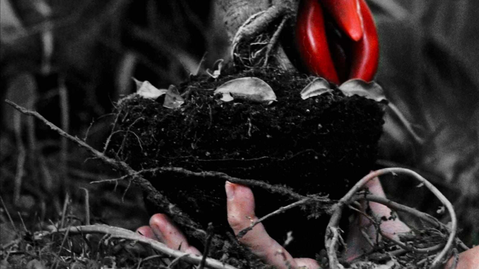 Crotone, il liceo classico Pitagora vince il concorso "La mia Calabria è…"