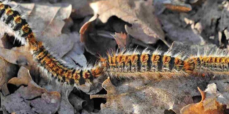 «L’emergenza della processionaria nei boschi della Sila»