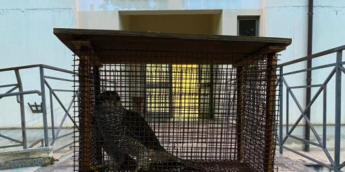 falco pellegrino lamezia