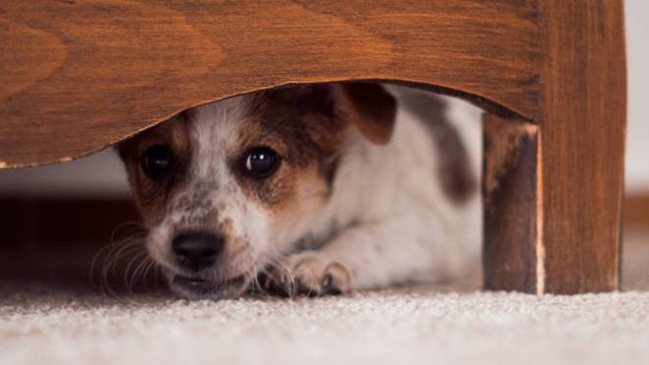 Botti di Capodanno, Aida: «Record di cani e gatti morti in Calabria»