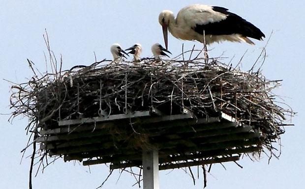 La Calabria saluta il volo 55 cicogne bianche