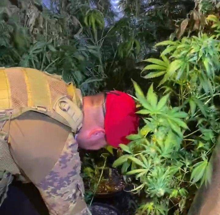 Maxi piantagione di marijuana nella locride, arrestate 5 persone – VIDEO