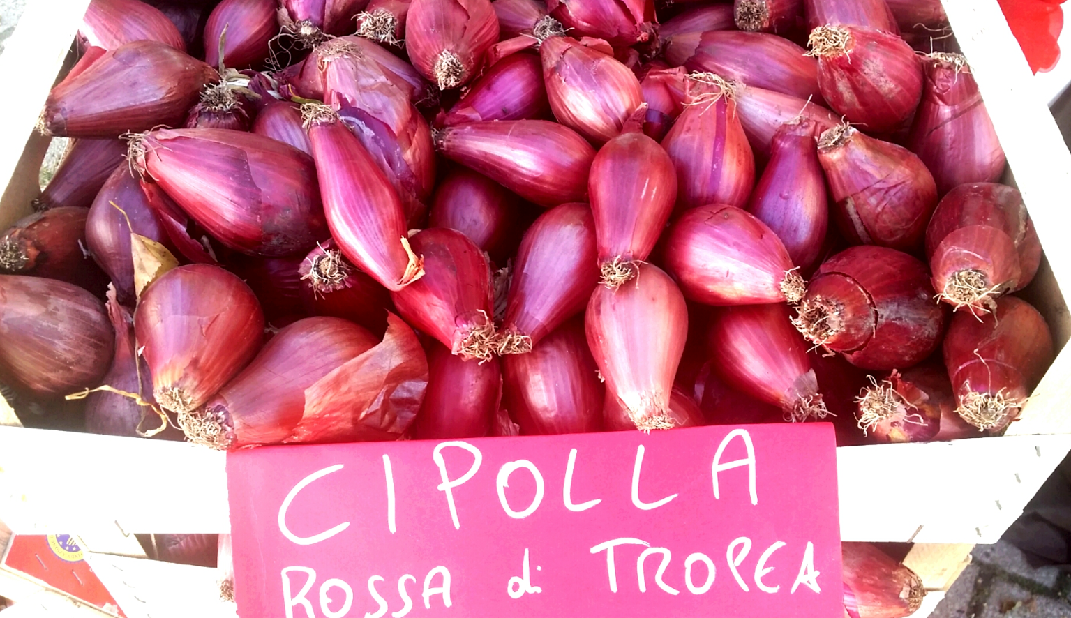 Cipolla rossa, Nocera e Amantea “blindano” la costa: ordinanze contro i pesticidi per difendere il mare