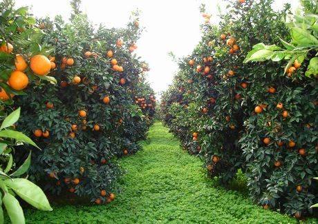 Arruzzolo: «Serve un piano che rilanci l'agrumicoltura»