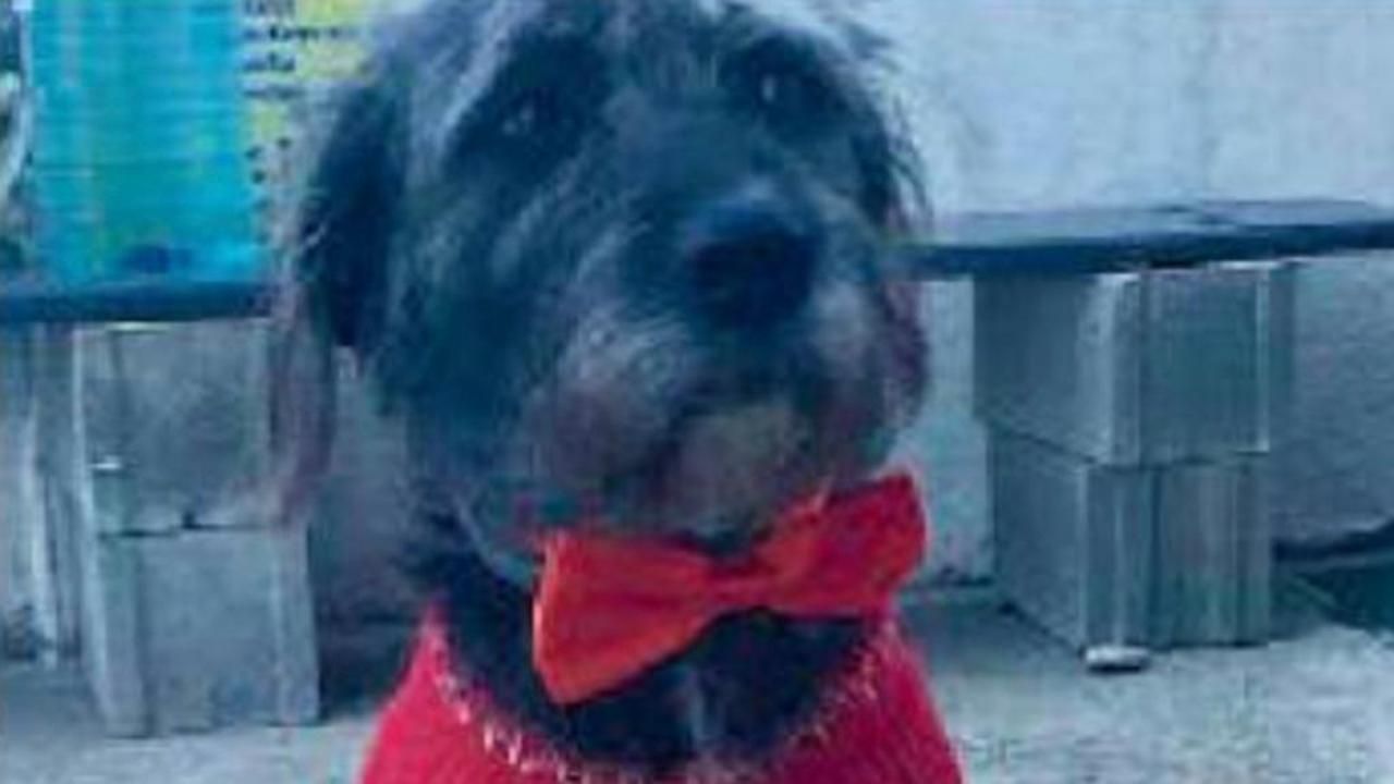 Uccise a fucilate il cane “Lillo” a Gioiosa, condannato definitivamente a 2 anni e mezzo