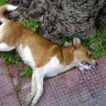 Brattirò, strage di cani con esche avvelenate