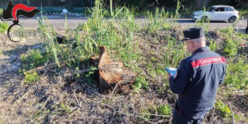 TAGLIO irregolare mongiana CC 2