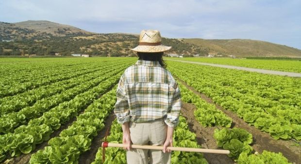 Domanda unica, oltre 13 milioni per le aziende agricole calabresi