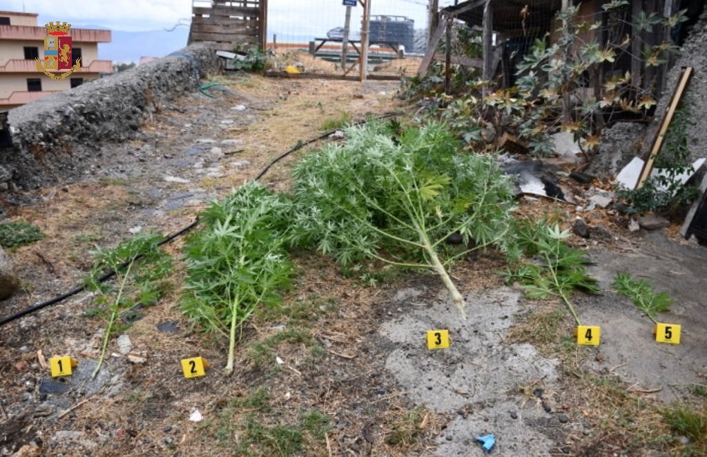 Reggio, piante di cannabis nei pressi dello svincolo autostradale del Calopinace
