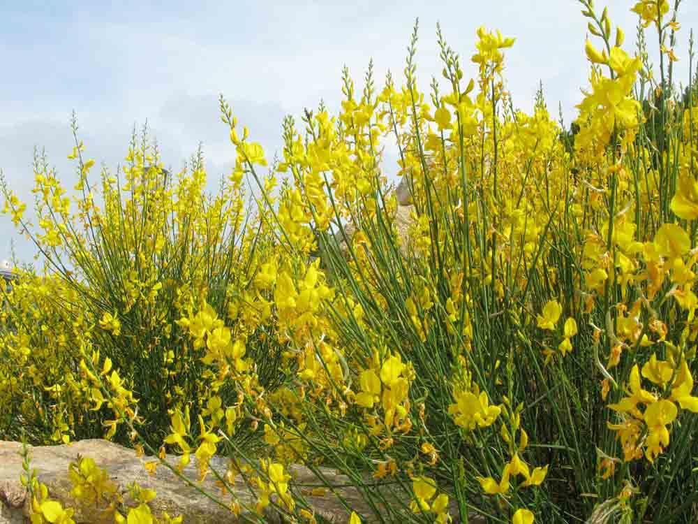 All'Unical un impianto per produrre la fibra di ginestra