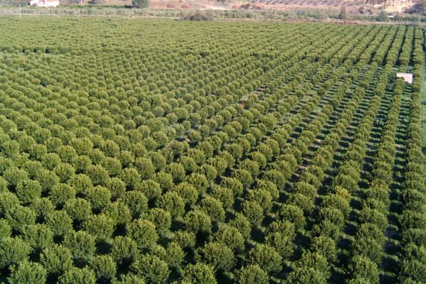 Corigliano Rossano, i terreni in uso ai privati diventano un caso politico