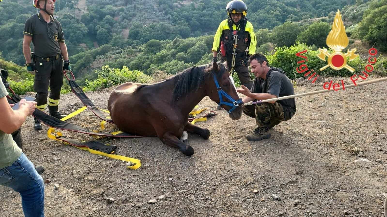 Cavallo salvato nel Catanzarese dai vigili del fuoco – VIDEO