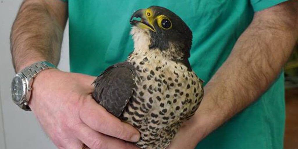 Soccorso falco pellegrino ferito a fucilate nel Reggino
