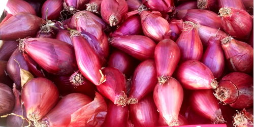 cipolla rossa tropea nocera amantea