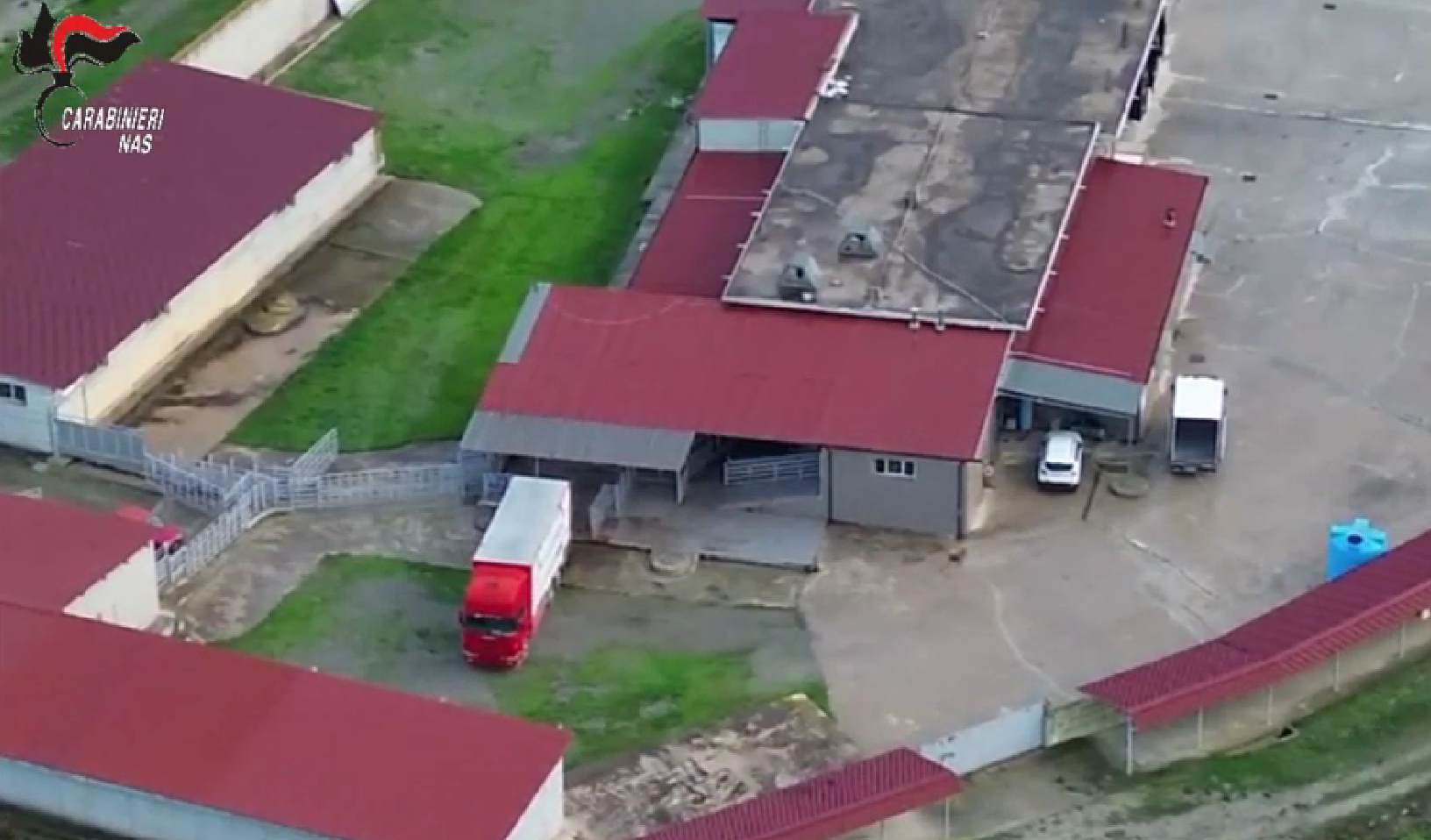 Macabra scoperta nel Crotonese, cavalli macellati abusivamente in uno stabilimento sotto sequestro – VIDEO