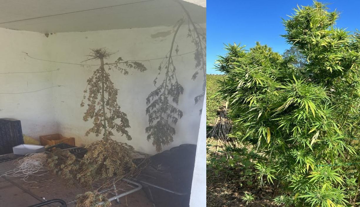 Isola Capo Rizzuto, scoperte 168 piante di marijuana