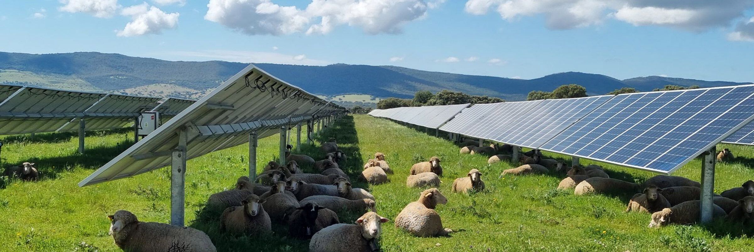 Dl Semplificazioni, Confagricoltura: «Occorrono norme chiare»