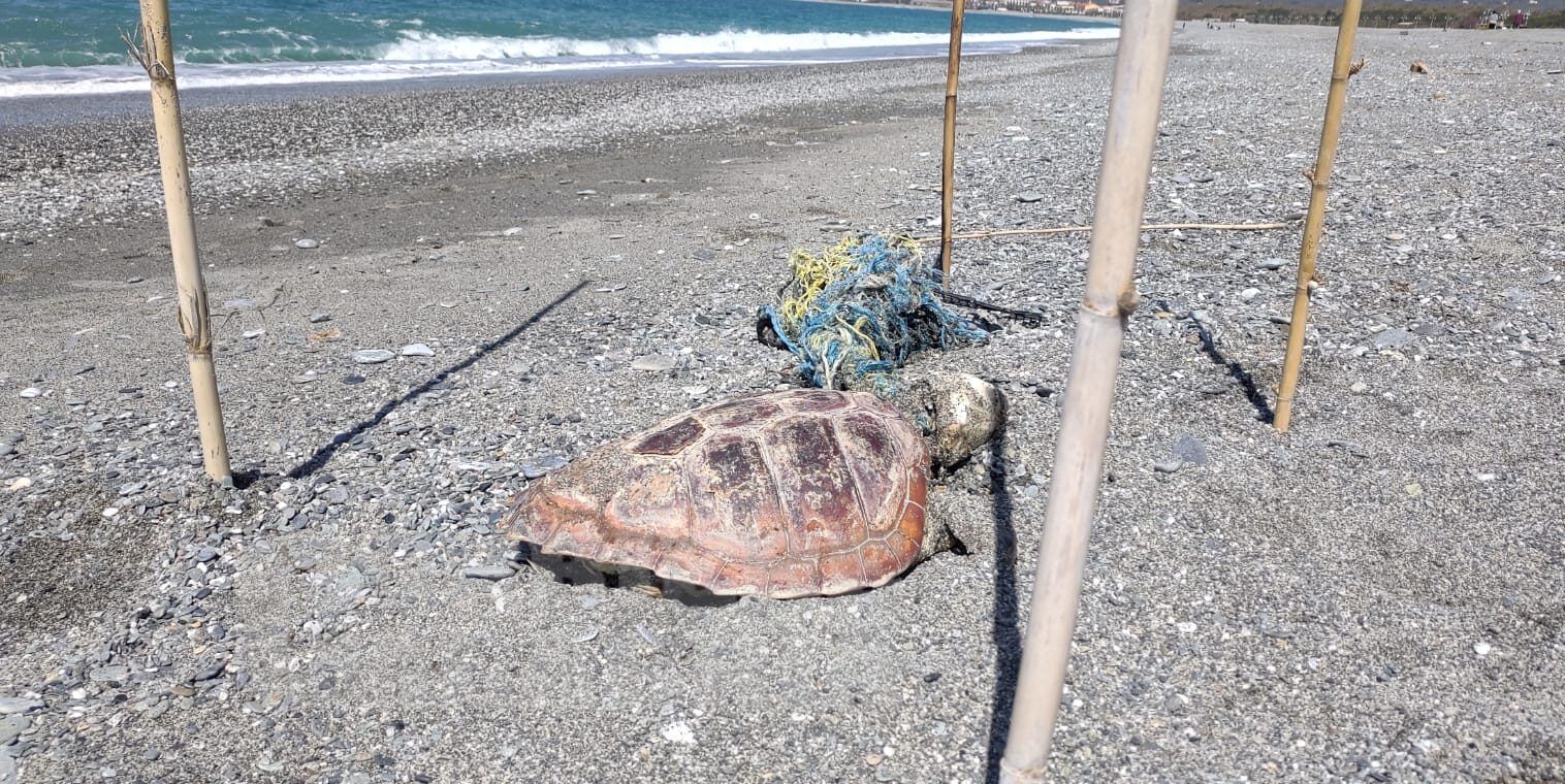 Lamezia, trovata sulla spiaggia la carcassa di una tartaruga Caretta Caretta  – VIDEO