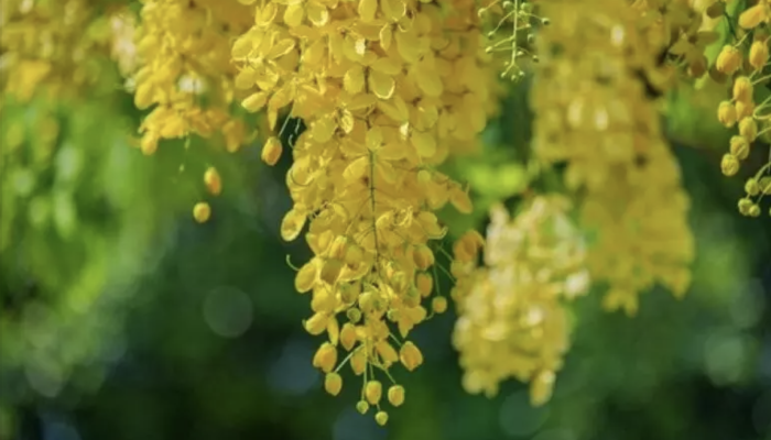 In una pianta il nuovo farmaco per smettere di fumare rimborsato dallo Stato