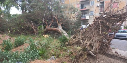 Maltempo, uomo muore a Reggio Calabria travolto da un albero