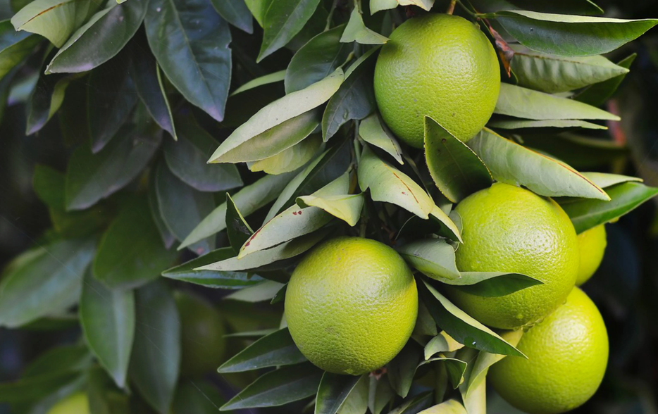 Dal bergamotto un farmaco per la cura di demenza e cerebrolesioni