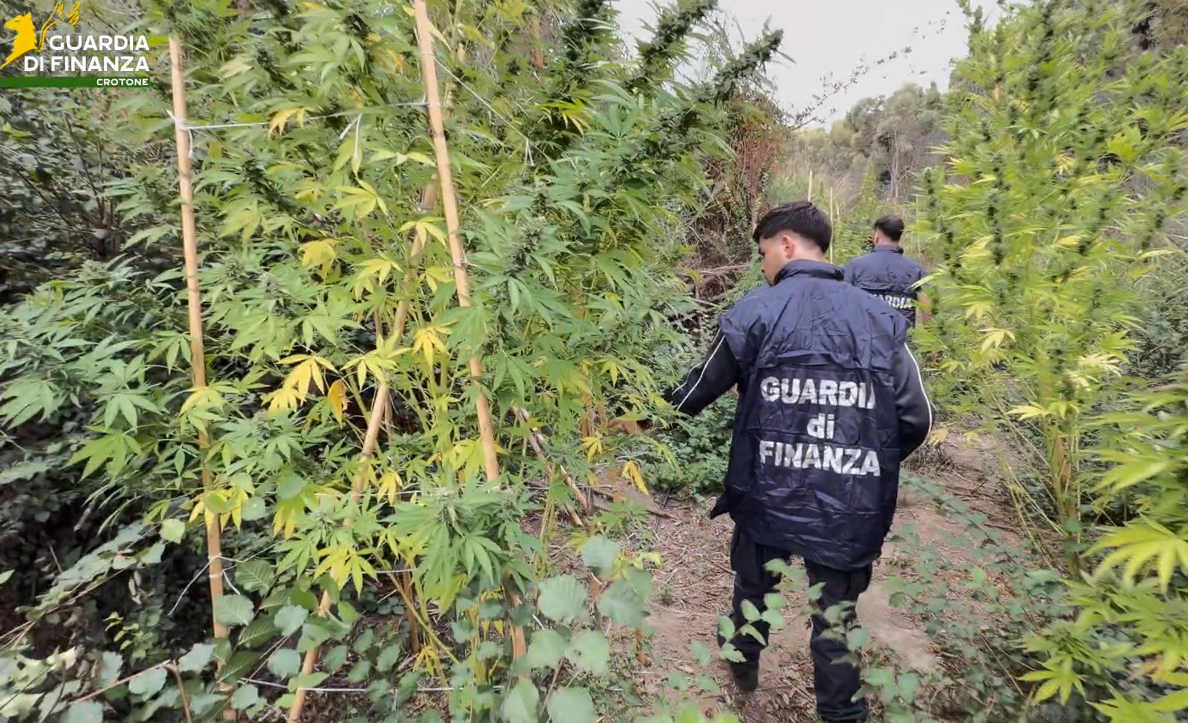 Papanice, serra di marijuana nascosta tra i rovi: 72 piante e un «raccolto» da mezzo milione – VIDEO