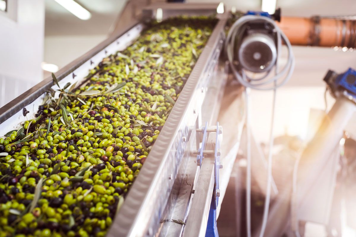 Olio, l’allarme dei frantoiani calabresi: «Rischio stop ai ritiri delle olive, servono interventi immediati»