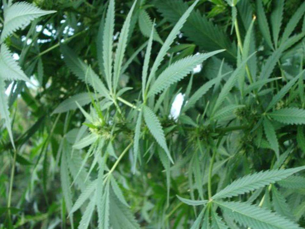 Piantine di marijuana vicino al monumento ai fratelli Bandiera