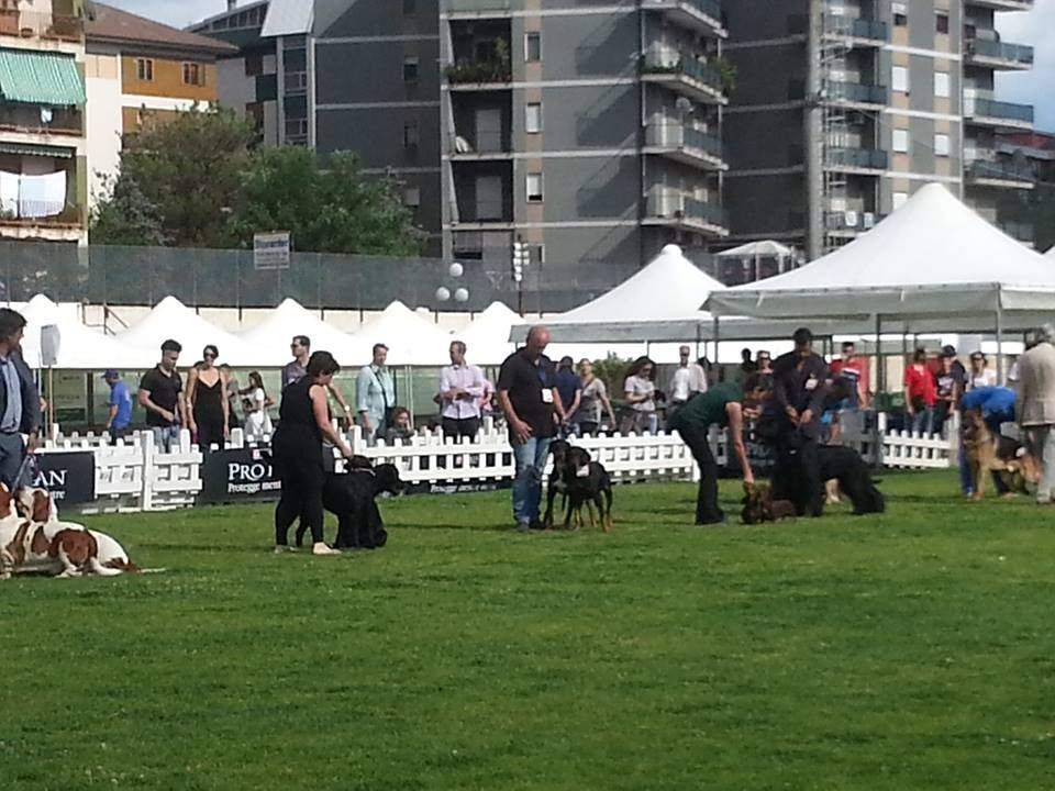 Uno spitz nano è il cucciolo dell'anno