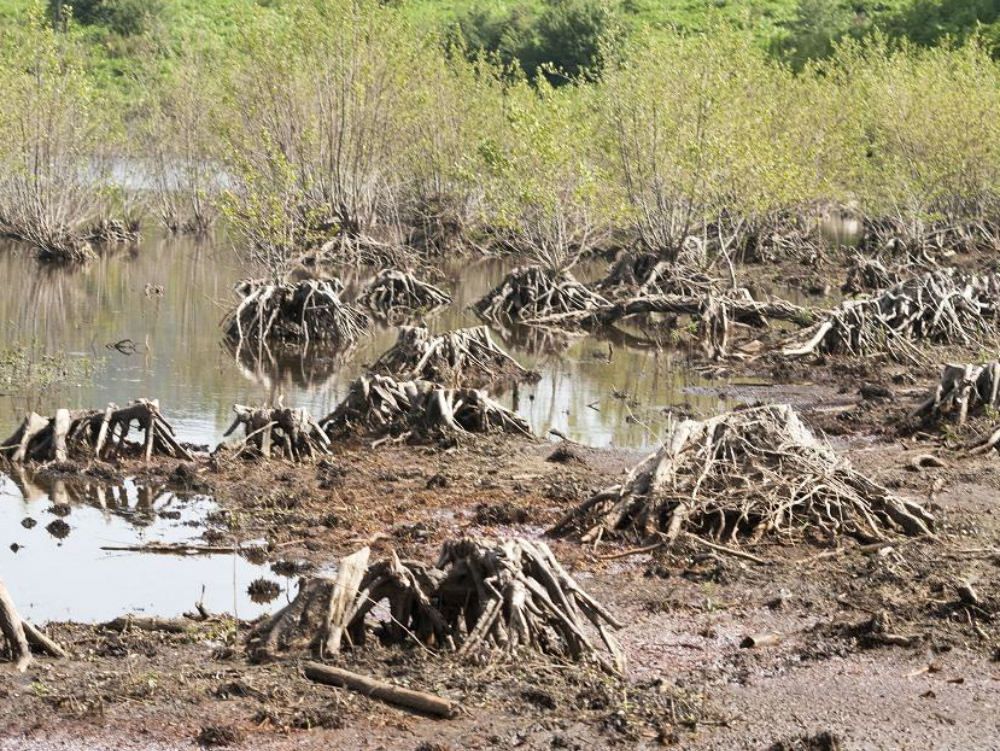 Alaco, sulle tracce del benzene