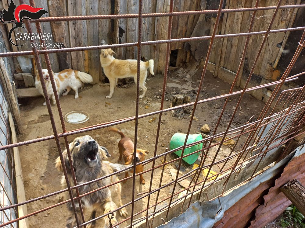 Cani detenuti in condizioni inidonee nel Cosentino, denunciata la proprietaria