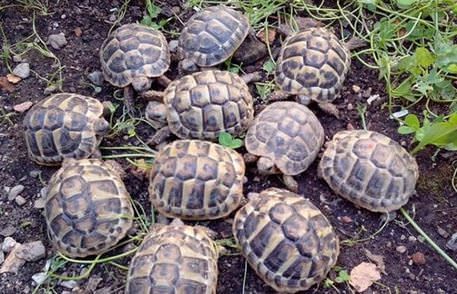 La Polizia di Sibari salva sette tartarughe: erano abbandonate sui binari