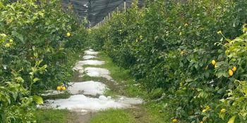 Danni all’agricoltura nel Cosentino: la Regione chiede il riconoscimento dello stato di calamità naturale