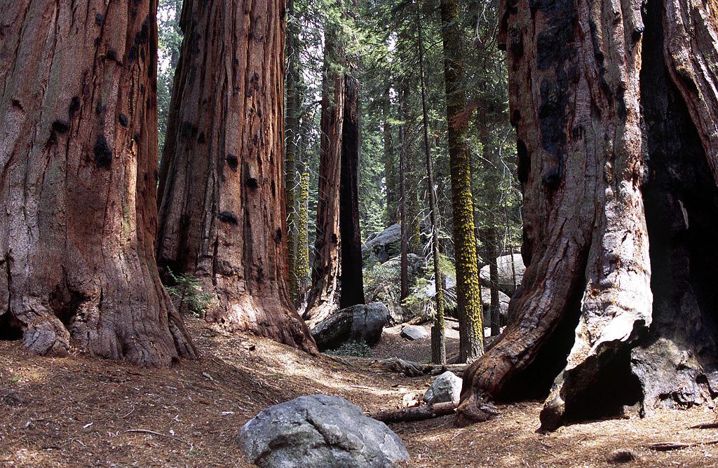 Nei boschi della Sila per fare legna, ma svanisce nel nulla: si cerca 78enne