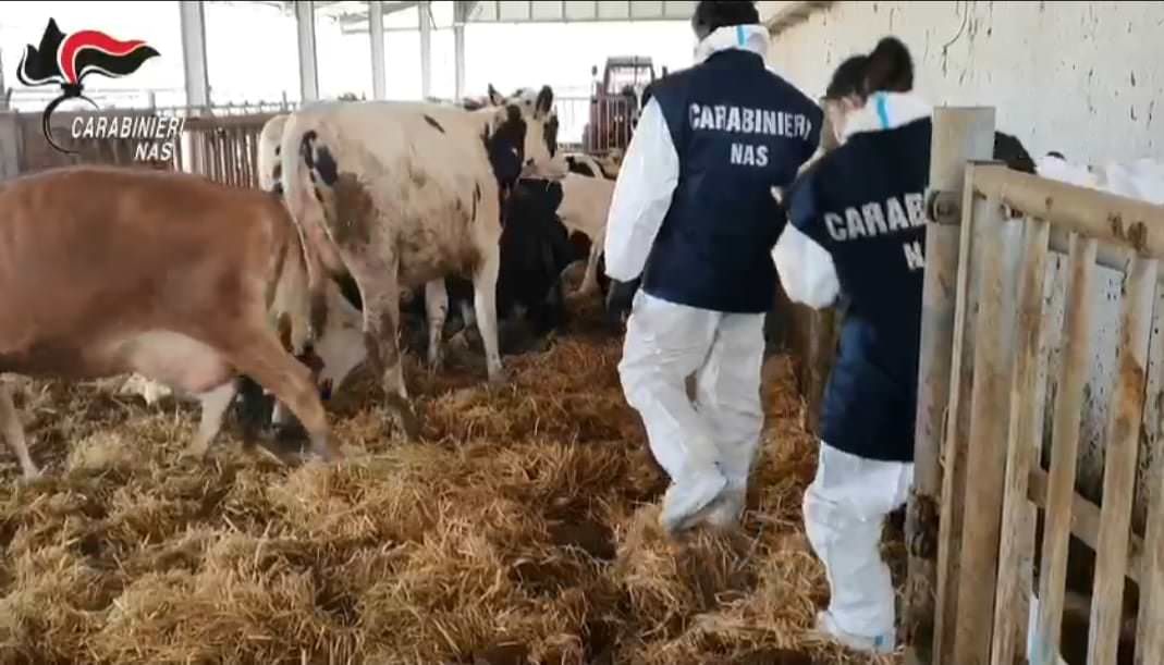 Animali macellati senza autorizzazione, eseguite 8 misure cautelari -VIDEO
