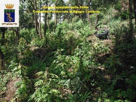 Coltivavano canapa, arrestate tre persone