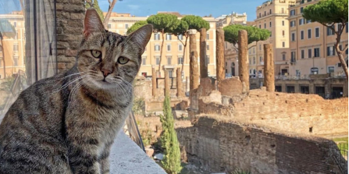 gatto roma