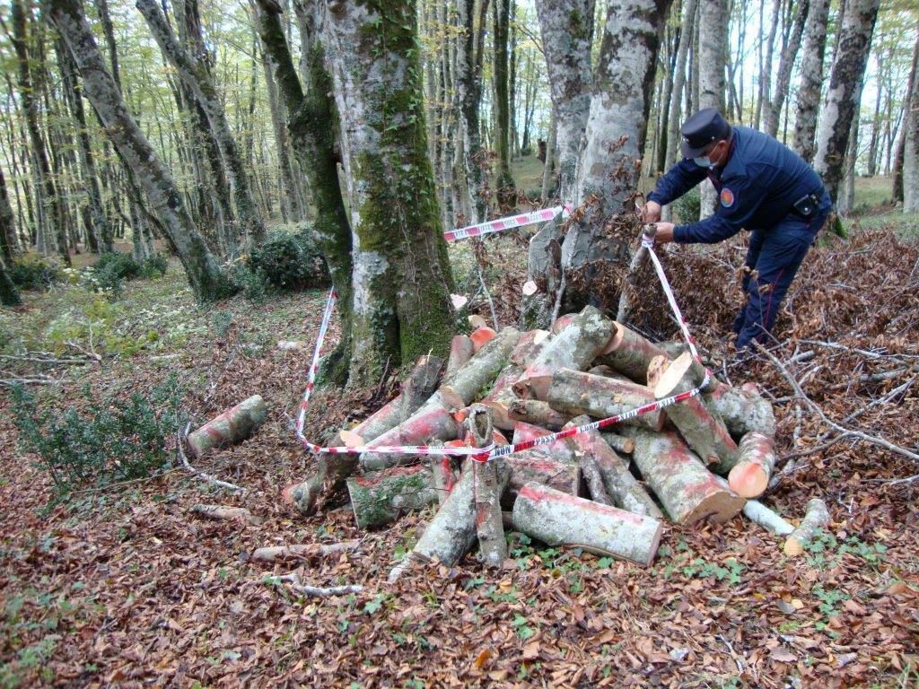 Cetraro, taglio abusivo su area comunale: denunciato