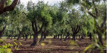 Xylella, la Calabria trema. Statti: «Speravamo non arrivasse»
