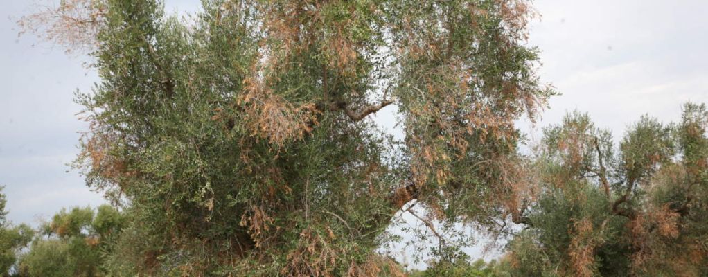Allarme Xylella anche in Basilicata