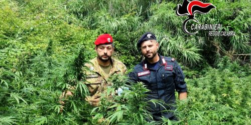 carabinieri-piantagione-marijuana