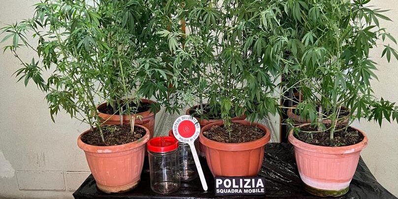 Coltivava marijuana nel giardino di casa nel Vibonese, arrestato