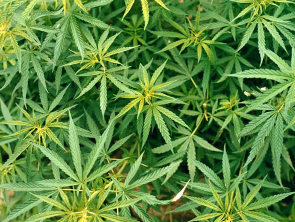 Marijuana in serra, arrestati due vibonesi