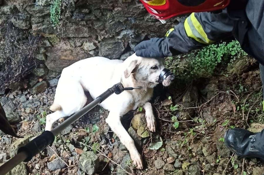 Vibo Valentia, i vigili del fuoco salvano un cagnolino – FOTO