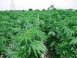 Scoperta piantagione nel Crotonese, in manette due giovani