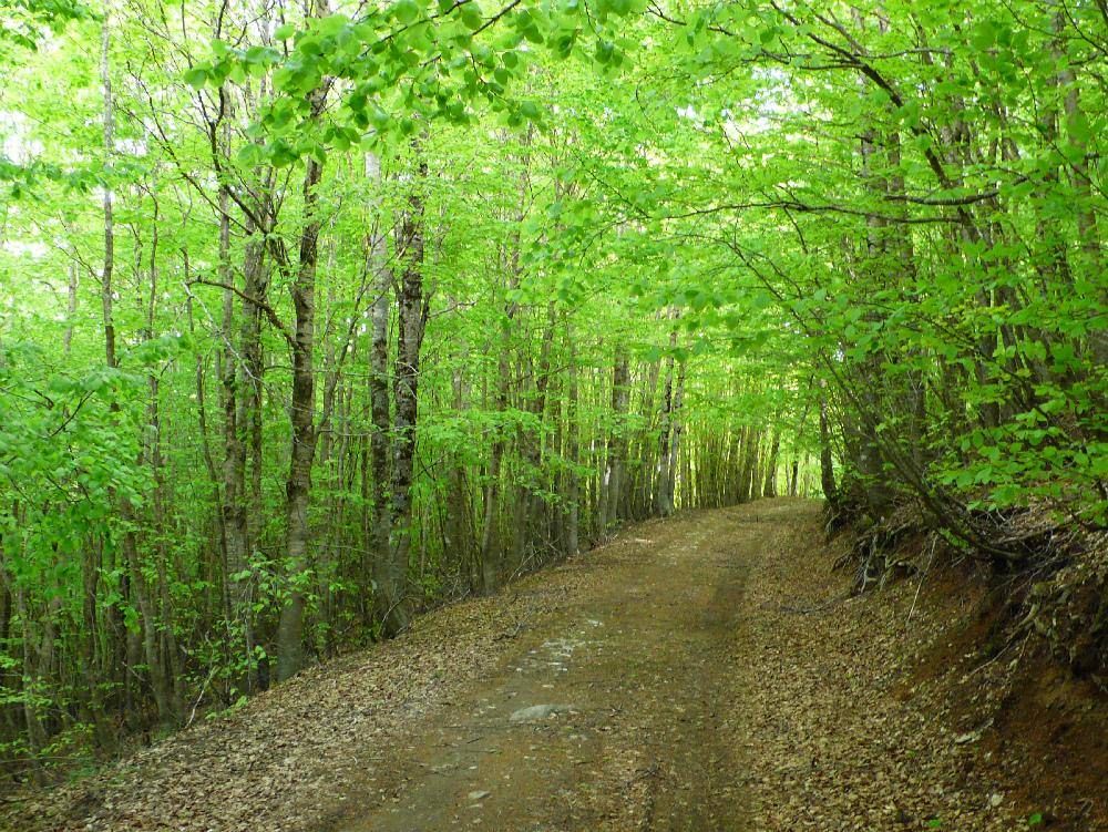 La Sila nella Rete Mondiale dei siti di eccellenza dell'Unesco