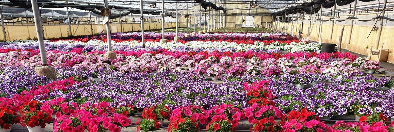 Florovivaismo, Confagricoltura al ministero: «Bene il chiarimento sui vasi»