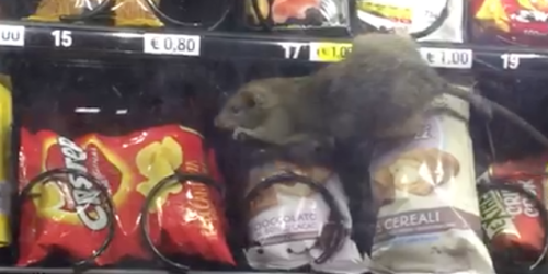 topo distributore topo distributore topo distributore topo distributore topo distributore topo distributore topo distributore