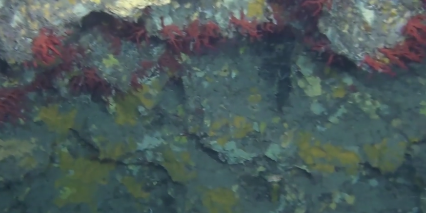 Tesori di Calabria, coralli rossi e neri sulla secca di Amendolara – VIDEO