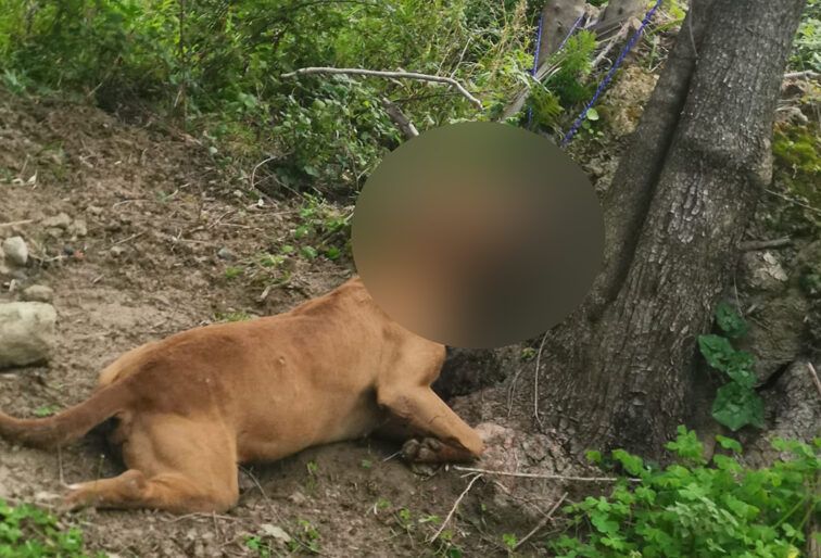 Macabro ritrovamento a Corigliano Rossano, un altro cane impiccato